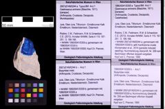Foto (Objekt + Etiketten) von Gastrosacus eminens (Blaschke, 1911) (NHMW-GEO-1990-0041-0359a)